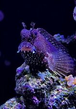 Starry blenny live for sale  SWINDON