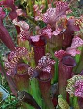 Sarracenia judith hindle for sale  Fort Bragg