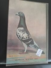 pigeon for sale  AIRDRIE