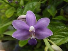 Rare phalaenopsis purple for sale  HALSTEAD