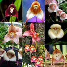 bulbophyllum for sale  Shipping to South Africa