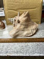 Vintage conche shell for sale  NEW MILTON