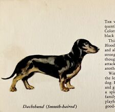 Dachshund smooth 1939 for sale  Cambridge