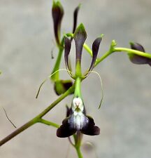 Specie epidendromo stelle usato  Spedire a Italy