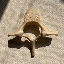 Vintage dolphin vertebra for sale  PLYMOUTH