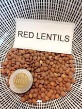 Lentes rojas - lentejas rojas - más de 50 semillas - semillas - semillas ¡PRODUCTIVAS! H 100 segunda mano  Embacar hacia Argentina