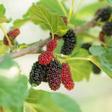 Black mulberry fruit for sale  BURTON-ON-TRENT