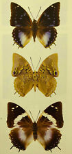 CHARAXES CITHAERON CITHAERON*****pair****South Africa(papered,not pinned) for sale  Shipping to South Africa