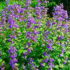 Catmint catnip 350x for sale  DEWSBURY