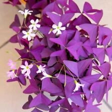 20 Red Oxalis Seeds Shamrock Wood Sorrel Creeping Oxalis  for sale  Shipping to South Africa