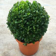 Real 20cm evergreen for sale  UK