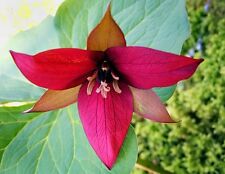 Red trillium bulbs for sale  Mcminnville