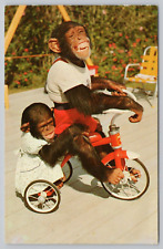 Postcard shadow chimpanzees for sale  Franktown