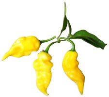 "Habanero Hot-Lemon 10 Semillas (Chile Extra picante) ""'EXCELENTE RENDIMIENTO""""" segunda mano  Embacar hacia Argentina