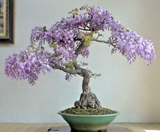 Bonsai Tree Chinese Wisteria rare flowering purple climbing vine seed 10 seeds for sale  Shipping to South Africa