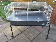 Grey guinea pig for sale  SCARBOROUGH