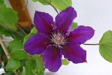 Seeds clematis president for sale  GRANTHAM