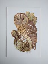Tawny owl print for sale  BIRKENHEAD