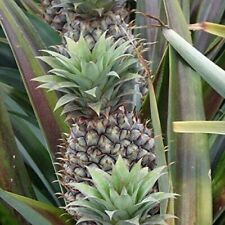 Sugarloaf pineapple ananas for sale  Lakeland