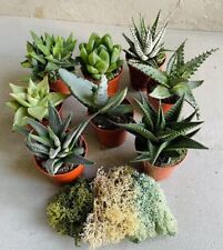 Desert terrarium succulents for sale  ISLEWORTH