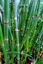 Horsetail reed plant for sale  Lacombe