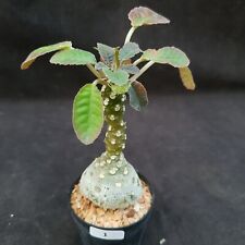 1: Dorstenia foetida :: succulents  for sale  Shipping to South Africa