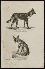 1867 chien sauvage d'occasion  Besançon