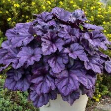 Heuchera coral bells for sale  NORTHWICH