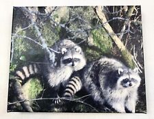 Pair raccoons photo for sale  Aberdeen