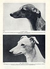 Whippet two named for sale  COLEFORD