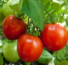 Glacier tomato seeds for sale  Berwyn