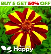 French marigold dandy for sale  DONCASTER