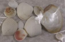 Shells cockle mixed for sale  CAMELFORD