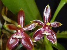Phalaenopsis cornu cervi gebraucht kaufen  Stammheim