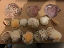 Natural beach shells for sale  CAERPHILLY