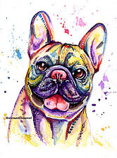 French bulldog frenchie for sale  RIPON