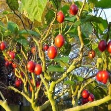 Samen tamarillo tomatenbaum gebraucht kaufen  Parey