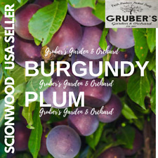 Burgundy plum apple for sale  Millersburg