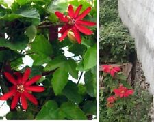 Pflanzen rote passionsblume gebraucht kaufen  Kaiserslautern