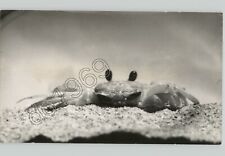 View fiddler crab for sale  Brooklyn