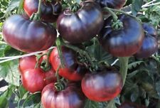 Tomatensamen sorte aurora gebraucht kaufen  Beilngries