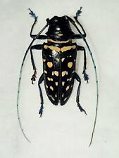 Usado, Muy raras Cerambycidae Sternotomis carbonaria Hembra Fantástico Color!!! Burundi segunda mano  Embacar hacia Spain