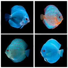 Blue discus variety for sale  WOKING