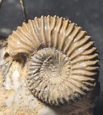 Ammonite pseudogarantiana apop d'occasion  Fénétrange