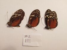 3 HELICONIUS HECALE male A1 BELEIZE. BARGAIN! See PHOTO! for sale  Shipping to South Africa