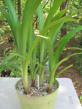 Clivia robusta for sale  Ridgeland