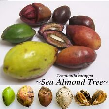 Sea almond tree for sale  Haleiwa