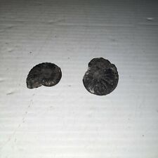 Black ceratites ammonite for sale  Bedford