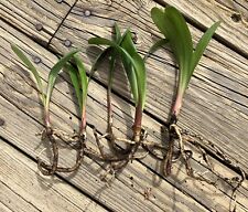 Clivia miniata plants for sale  Brattleboro