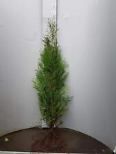 Thuja ccidentalis 1st gebraucht kaufen  Saterland